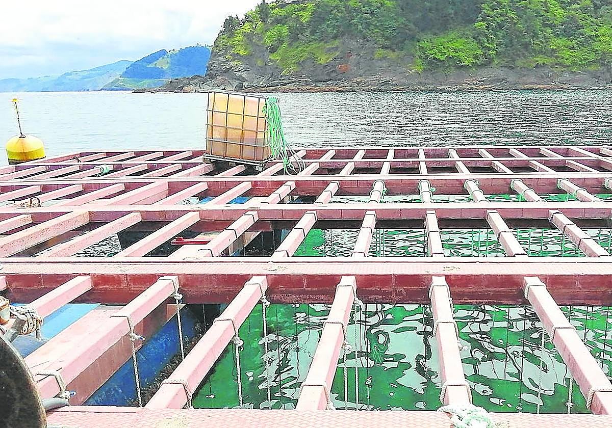 Las cuerdas 'bio' que se emplean para el cultivo de mejillones y algas.