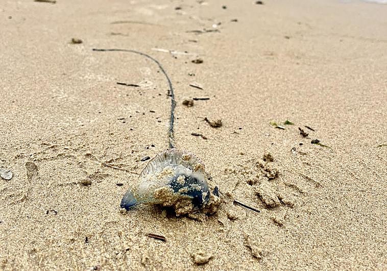 Una de las 'carabelas portuguesas' que llegó ayer a la playa de La Concha.