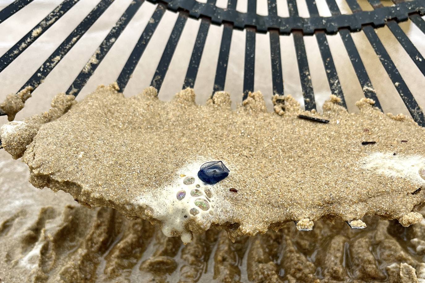 Nueva oleada de &#039;carabelas portuguesas&#039;