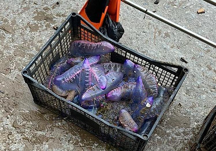Imagen principal - En grande, un ejemplar de carabela portuguesa capturado por Azti. Al lado, ejemplares capturados esta mañana en La Concha