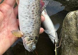 Dos ejemplares muertos son retirados del río Urumea.