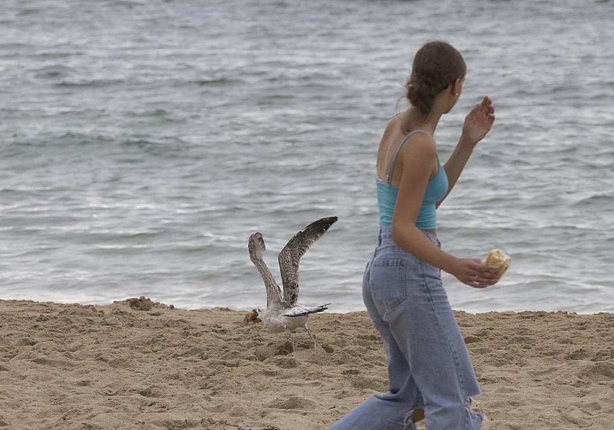 na joven observa a una de estas aves con un bocadillo en su pico.