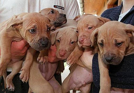 Imagen de archivo de una camada de perros