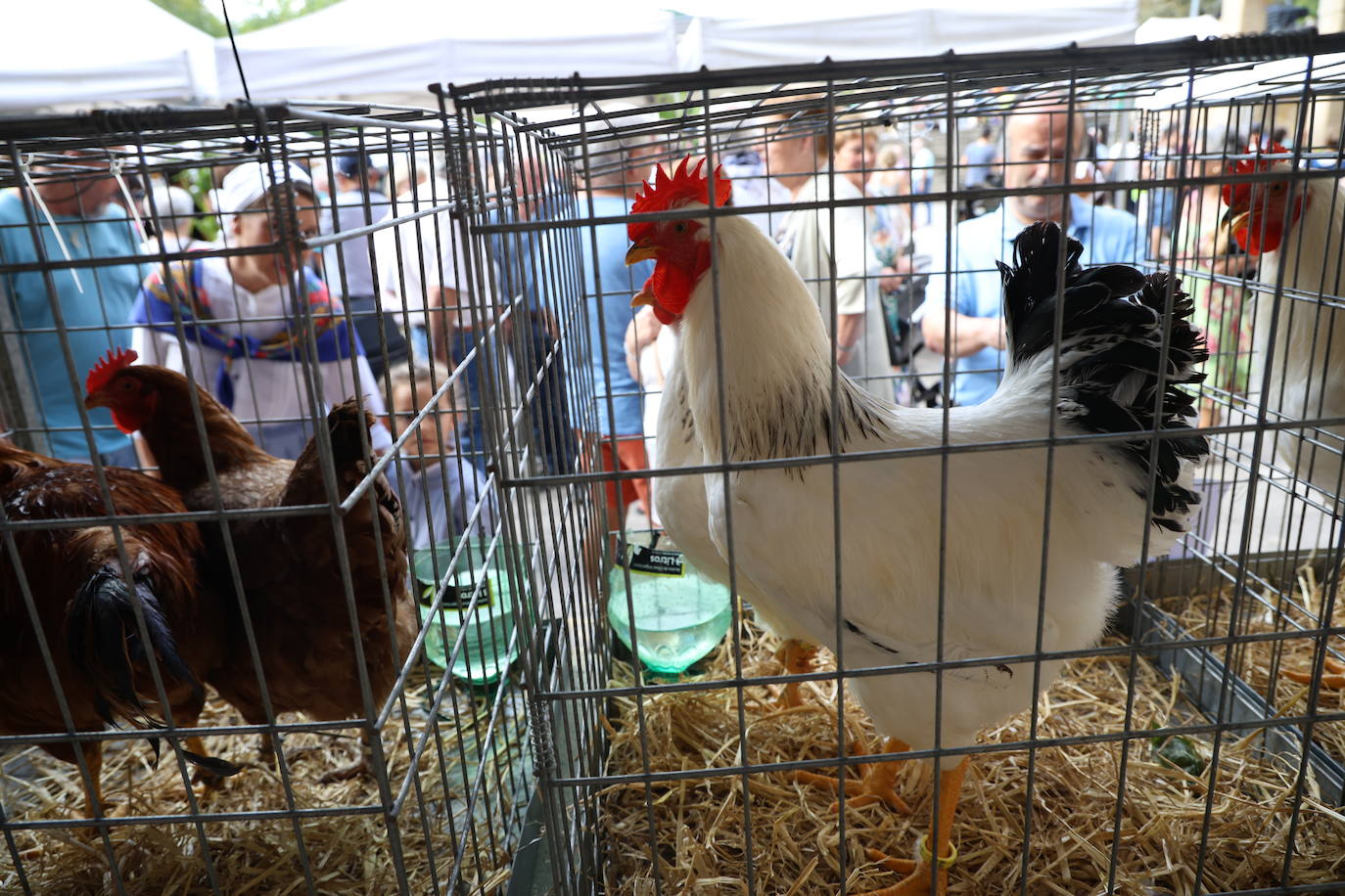 Día grande en Ordizia