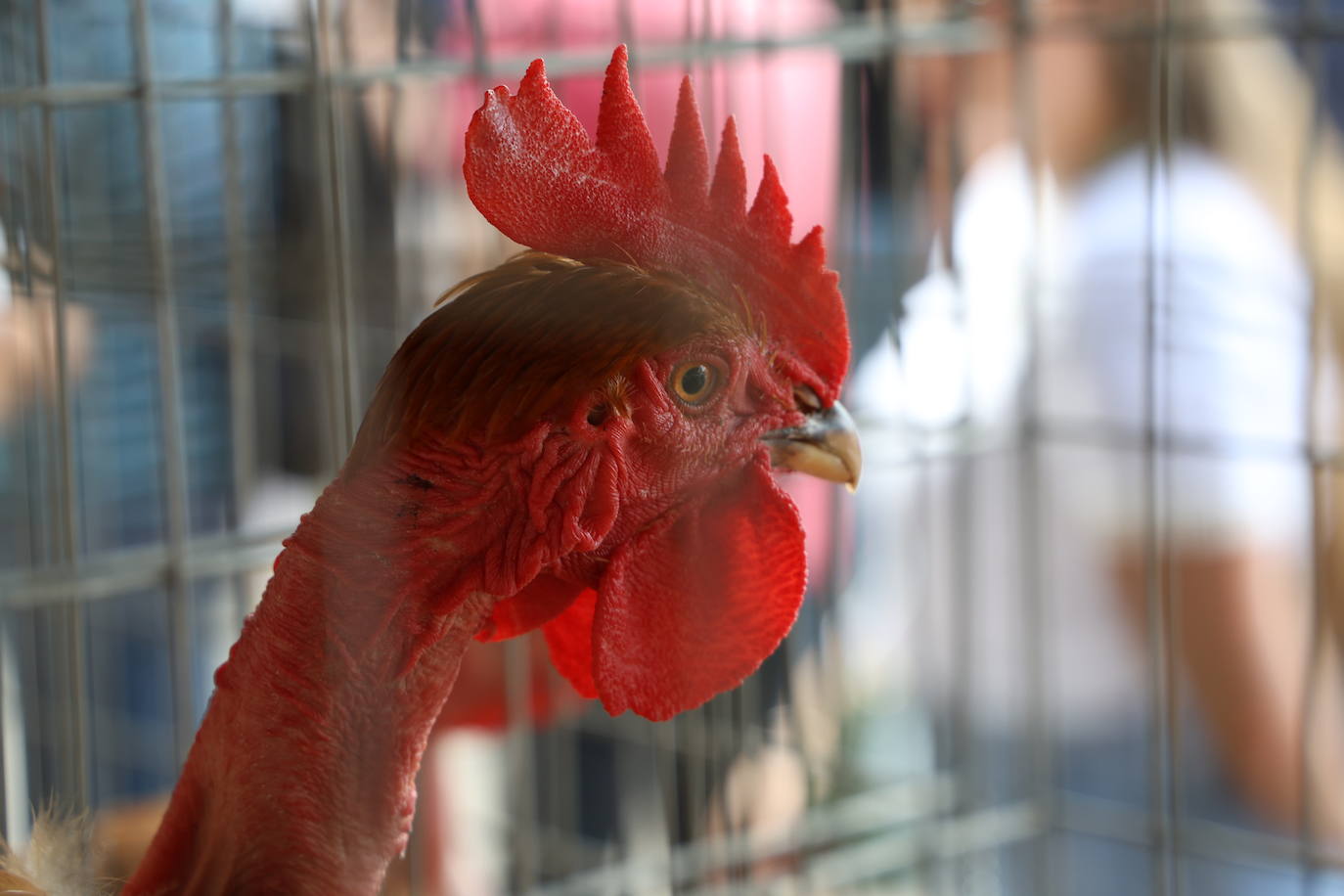 Día grande en Ordizia