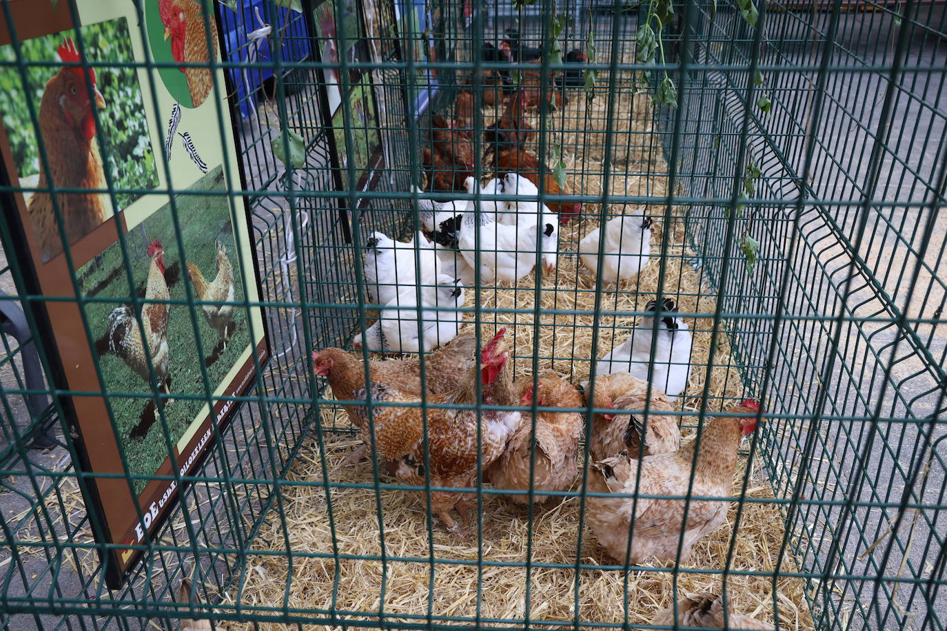 Día grande en Ordizia