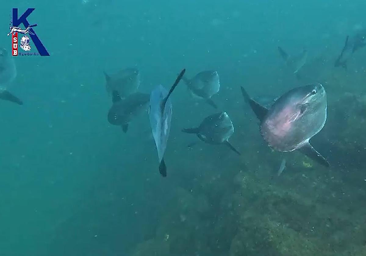 El espectáculo de un banco de peces luna en el ratón de Getaria
