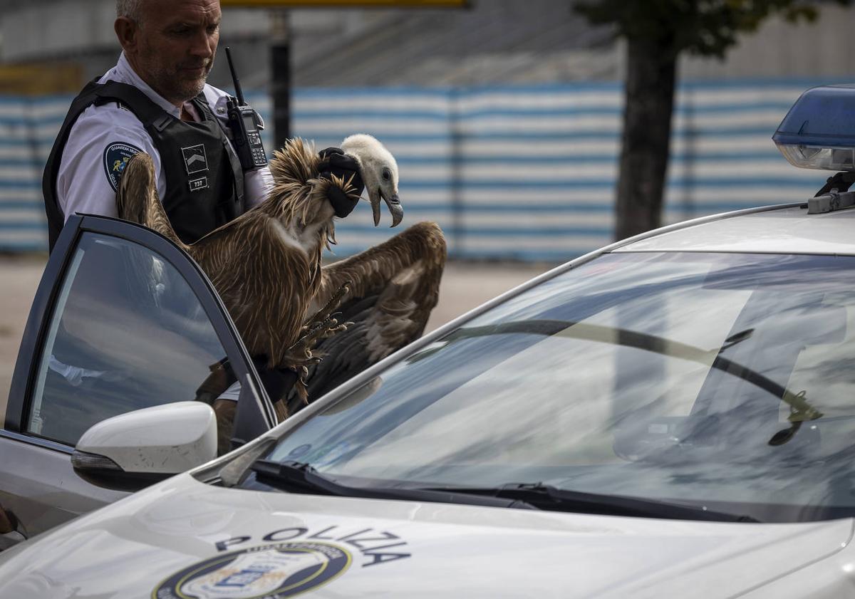 Imagen principal - Un agente de la Guardia Municipal coge al buitre y se lo lleva en el coche patrulla.