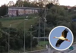 Un numeroso grupo de cigüeñas ayer descansando en Hernani