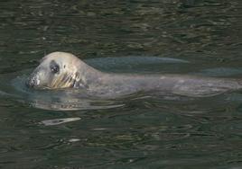 Ejemplar de foca gris visto este domingo en Getaria.