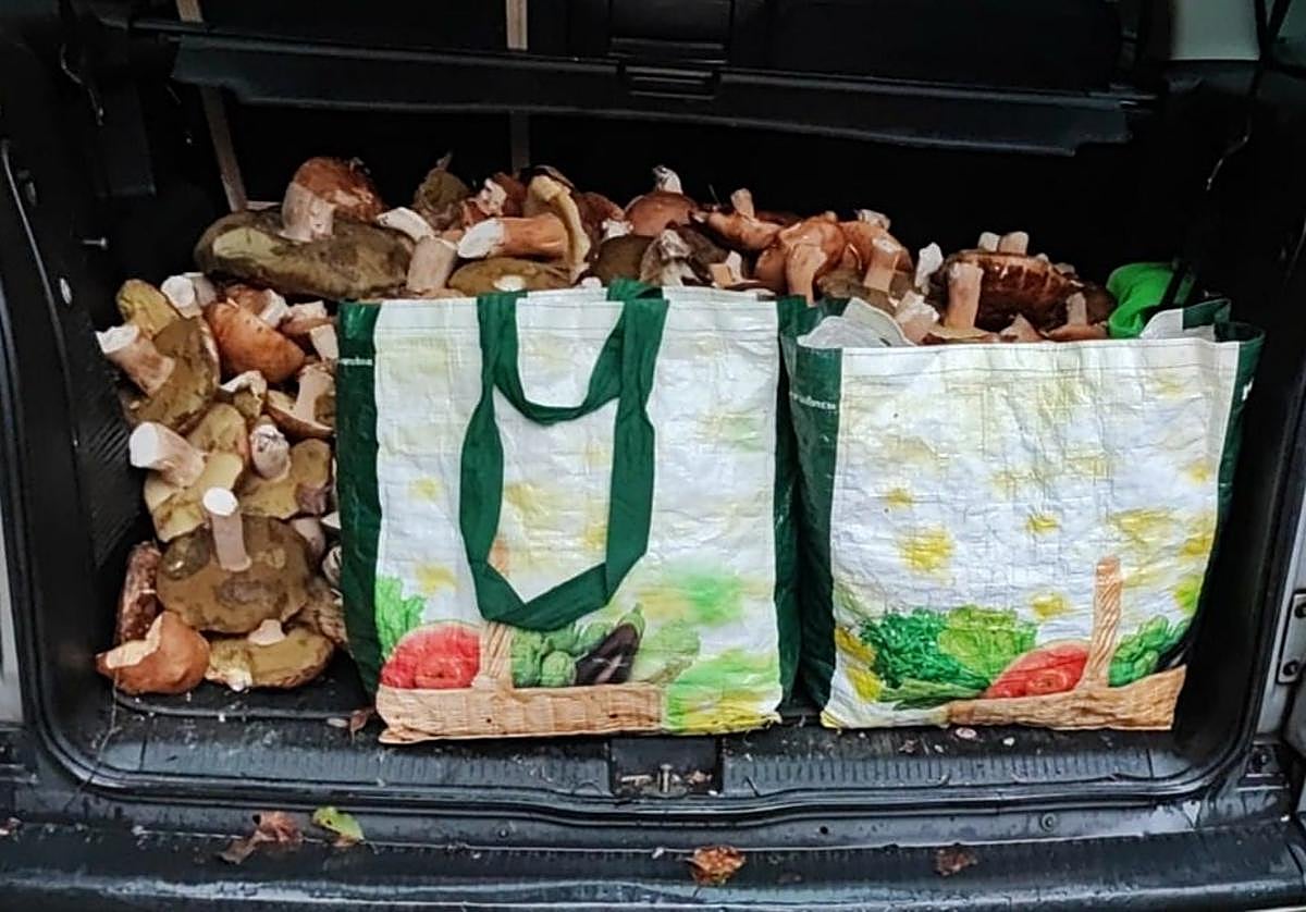 El maletero del hombre denunciado, a rebosar de hongos, este domingo en el Valle de Aezkoa.