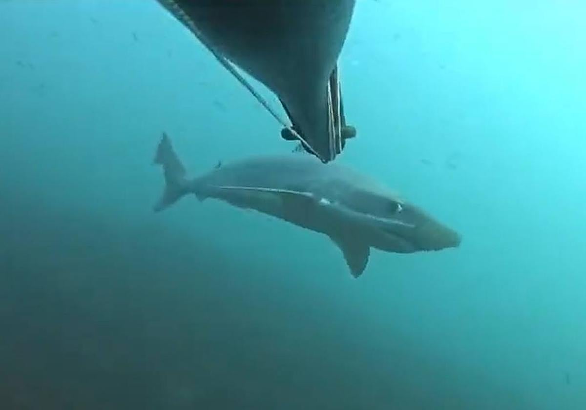 Un tiburón pasa cerca de un buceador en aguas de la costa guipuzcoana.