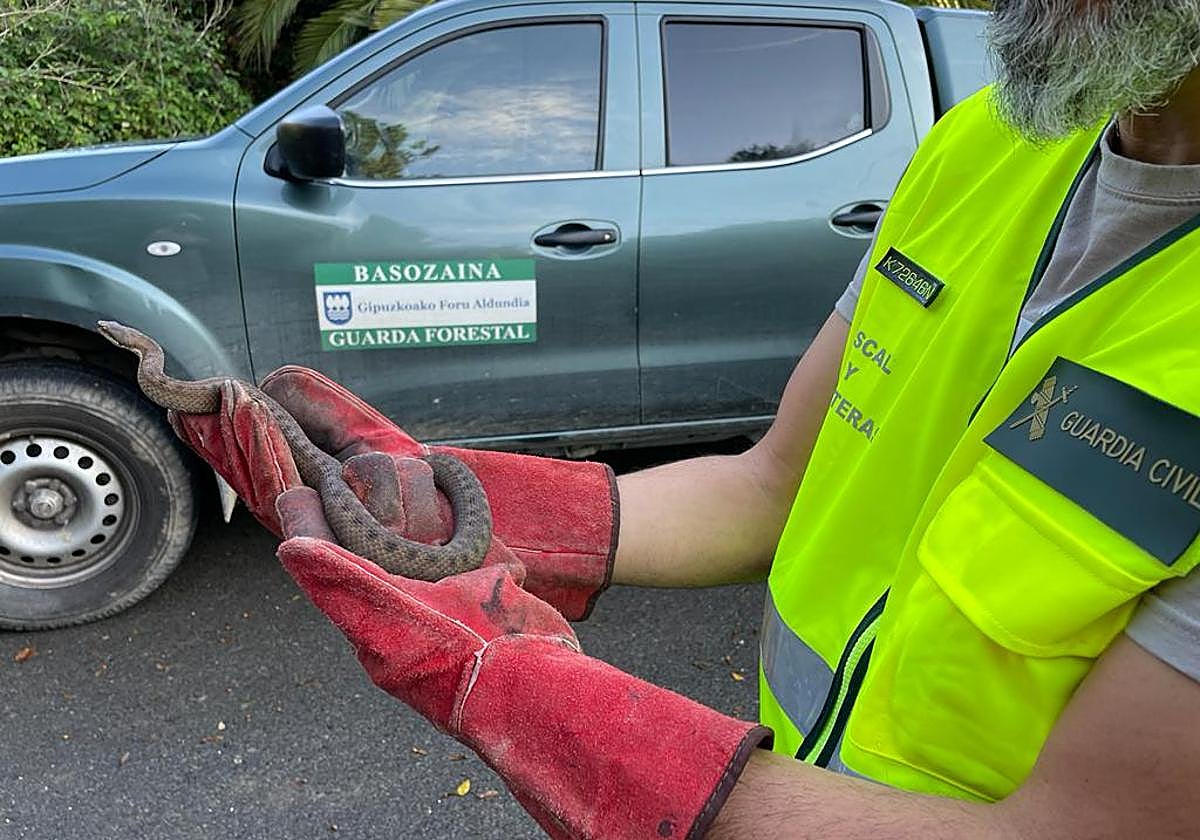 Un miembro de la Guardia Civil deja en su hábitat natural la víbora Seoane encontrada en Pasai San Pedro.