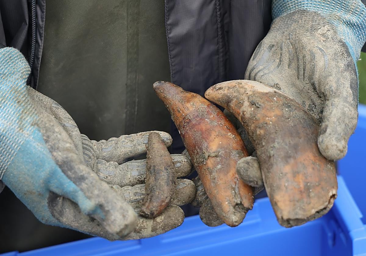 Imagen principal - Los dientes del animal, junto al esternón (ya etiquetado) y el cráneo.