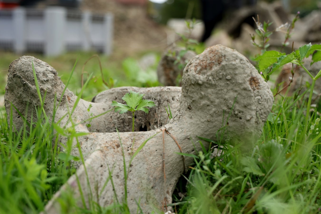 Desentierro del cachalote de Zarautz
