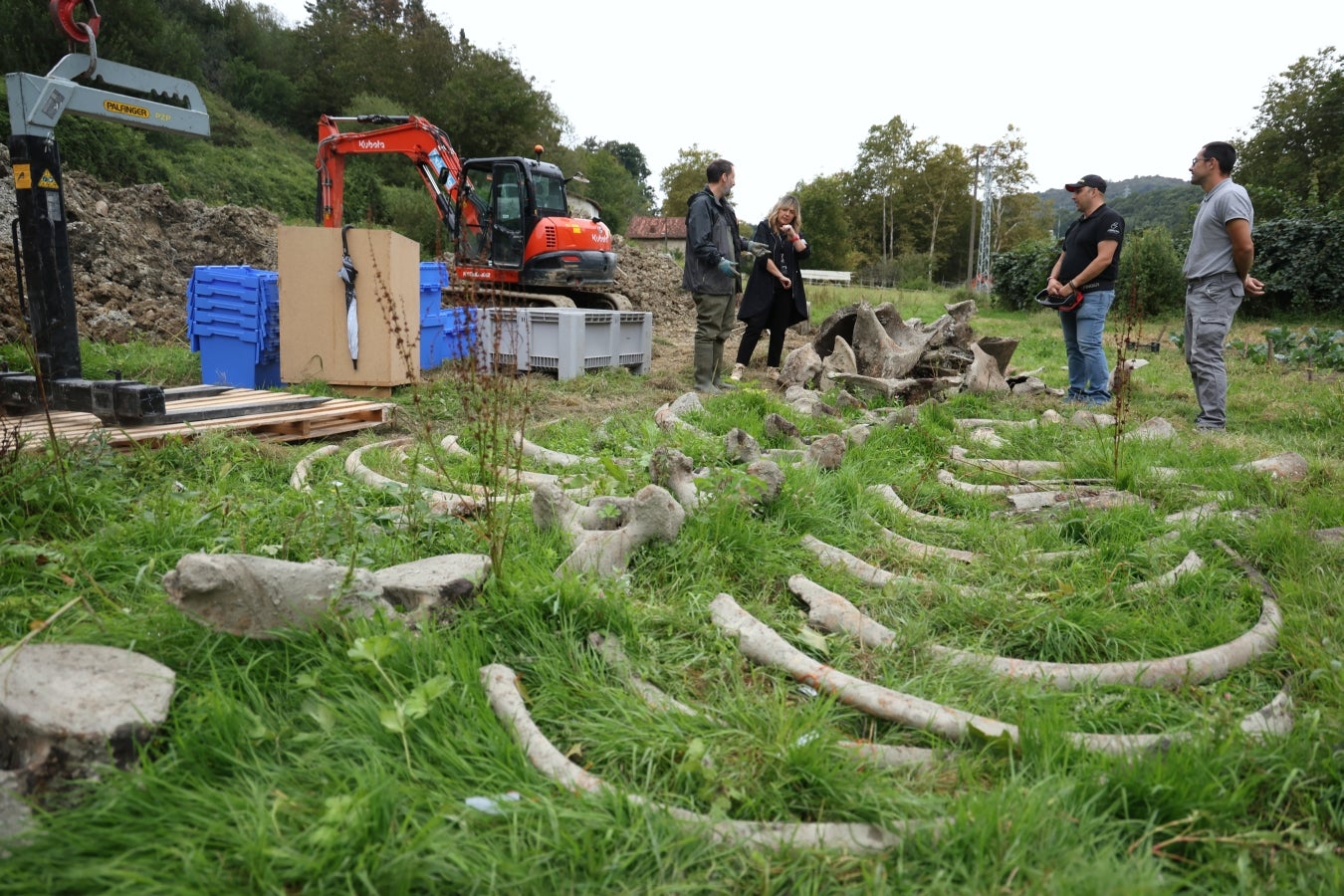 Desentierro del cachalote de Zarautz