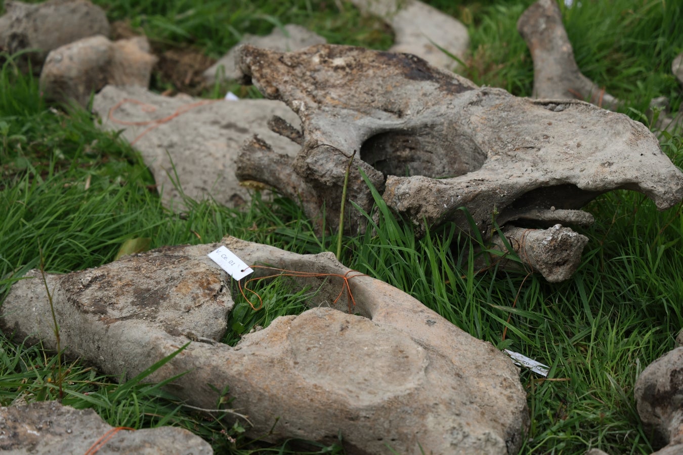 Desentierro del cachalote de Zarautz