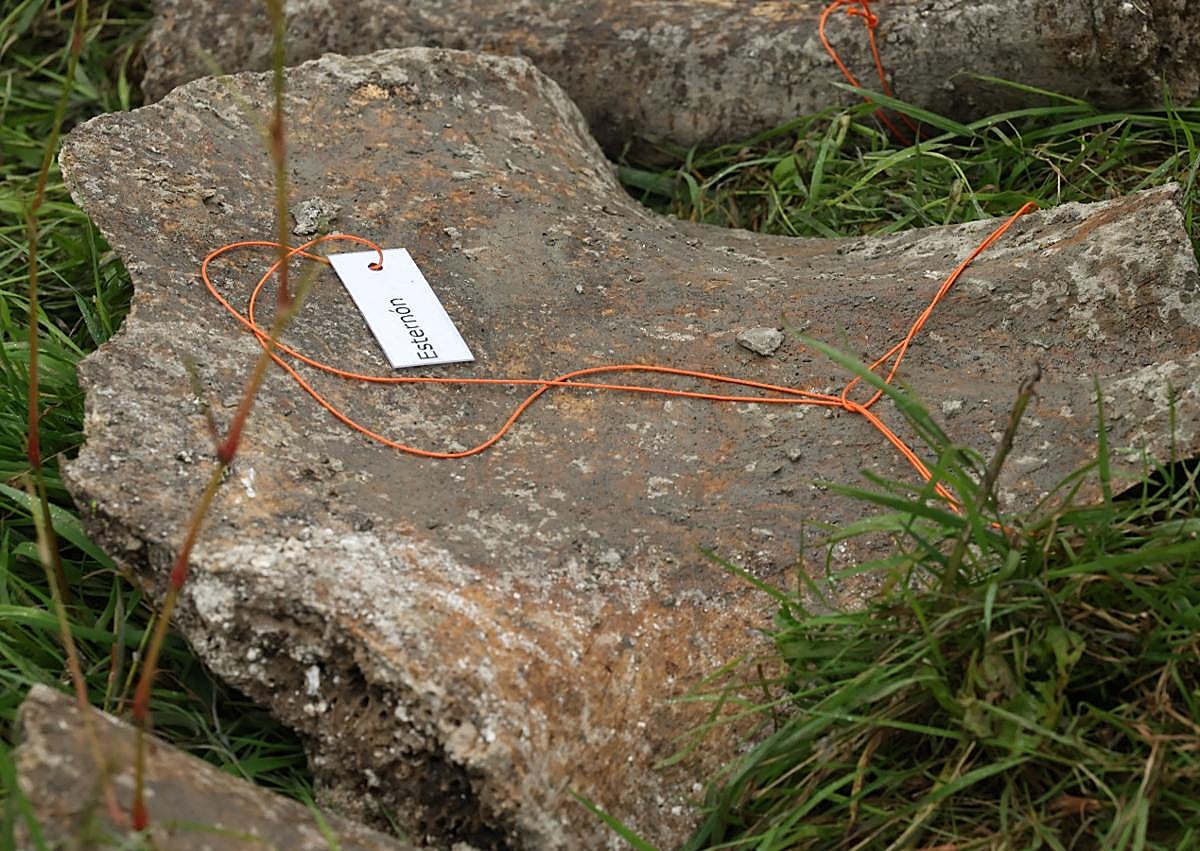 Imagen secundaria 1 - Los dientes del animal, junto al esternón (ya etiquetado) y el cráneo.