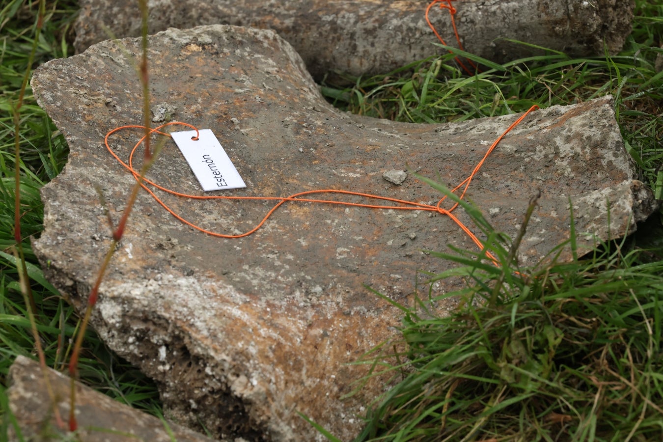 Desentierro del cachalote de Zarautz