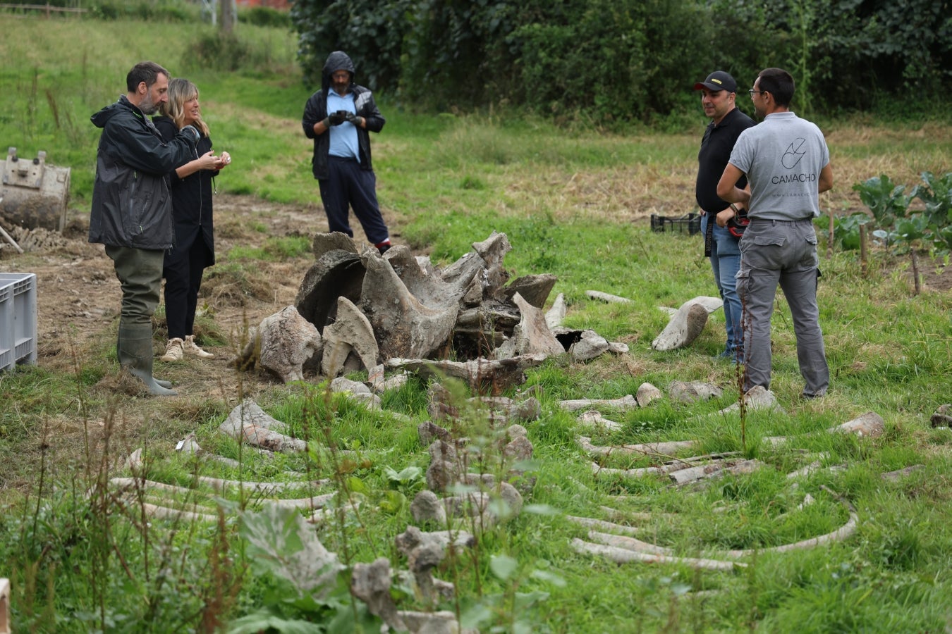 Desentierro del cachalote de Zarautz