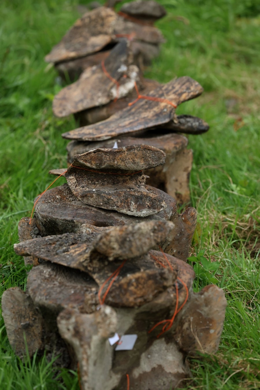Desentierro del cachalote de Zarautz
