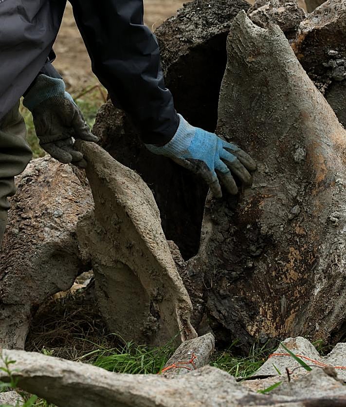 Imagen secundaria 2 - Los dientes del animal, junto al esternón (ya etiquetado) y el cráneo.
