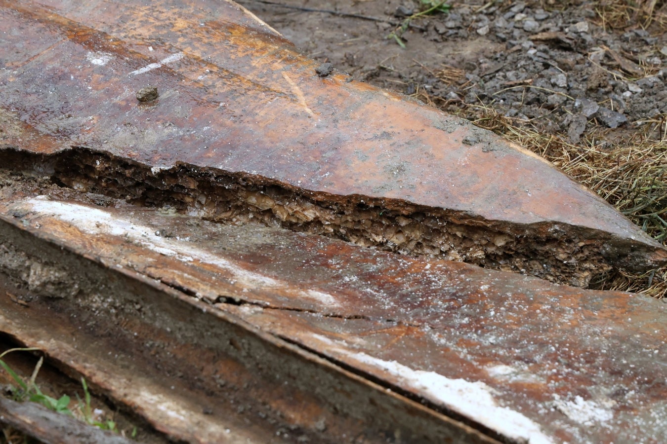 Desentierro del cachalote de Zarautz