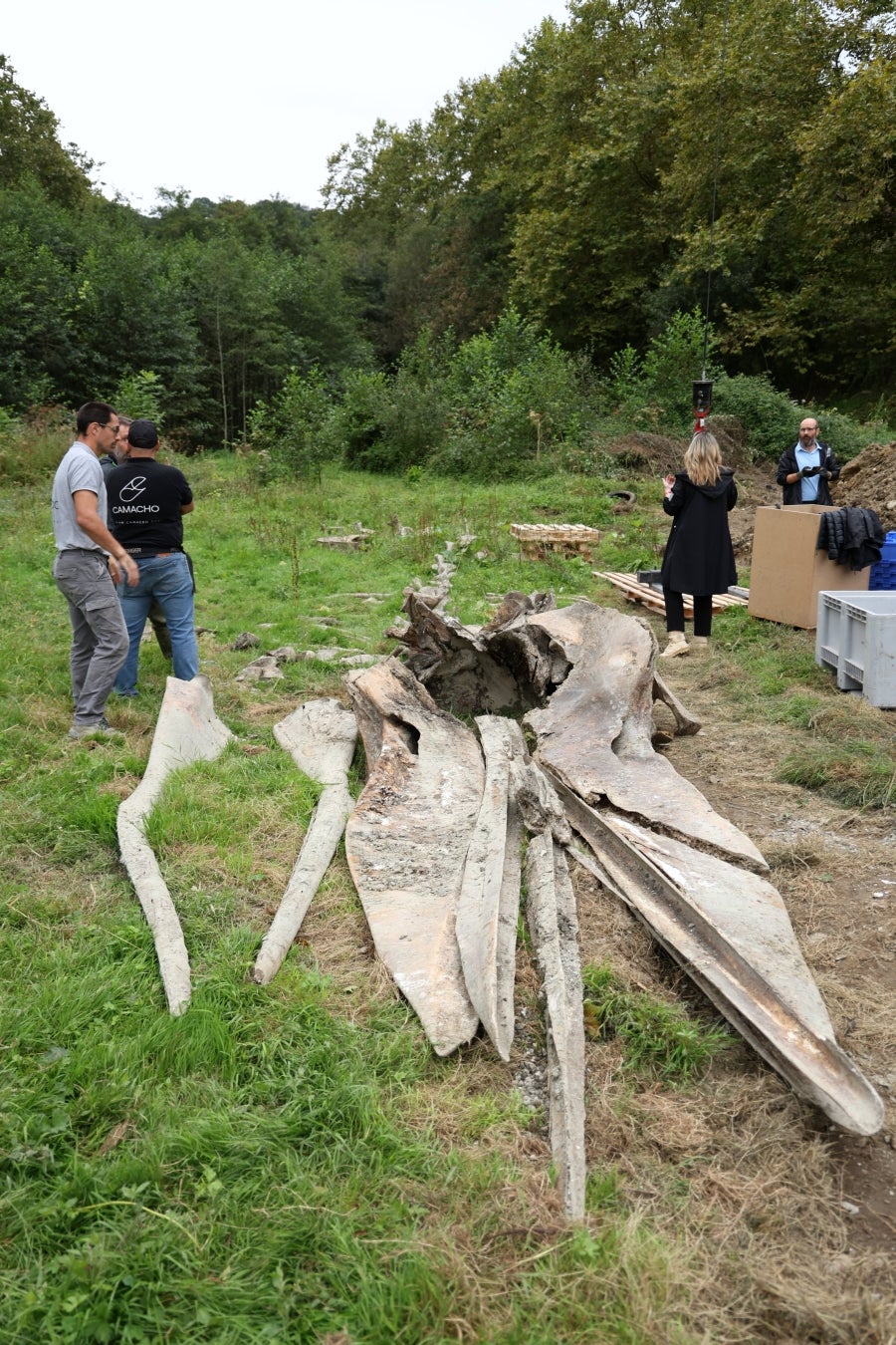 Desentierro del cachalote de Zarautz