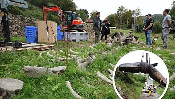 Desentierran el cachalote de 15 metros varado hace 12 años en la playa de Zarautz