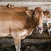 «La gran mayoría del ganado vacuno va a pasar la enfermedad»