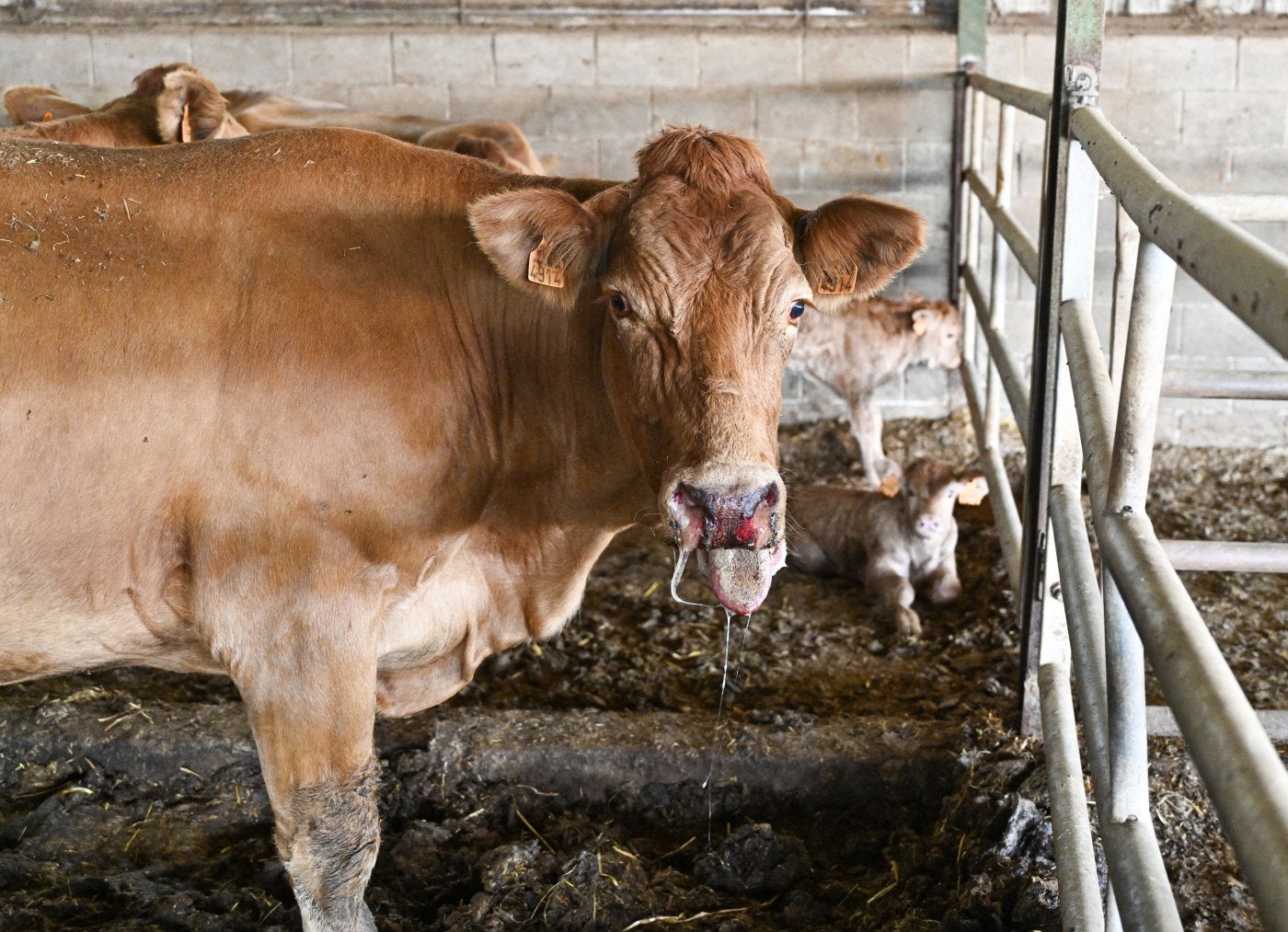 Síntomas de la enfermedad en un animal.