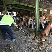 Un nuevo virus que afecta a las vacas acelera su expansión en Gipuzkoa