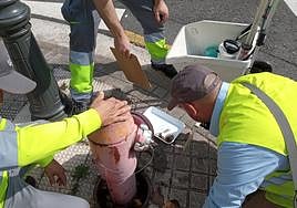 Técnicos realizan un muestreo larvario en focos de mosquito tigre en la vía pública.