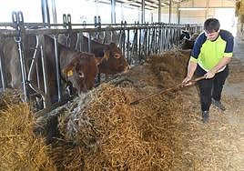 Un ganadero trabaja en una explotación guipuzcoana con varias vacas afectadas por la enfermedad hemorrágica epizoótica.