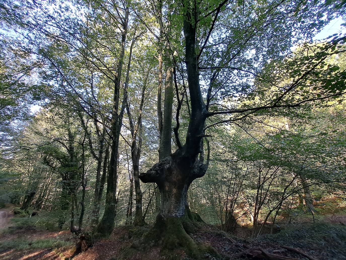 Uzturre, la cima de Tolosaldea