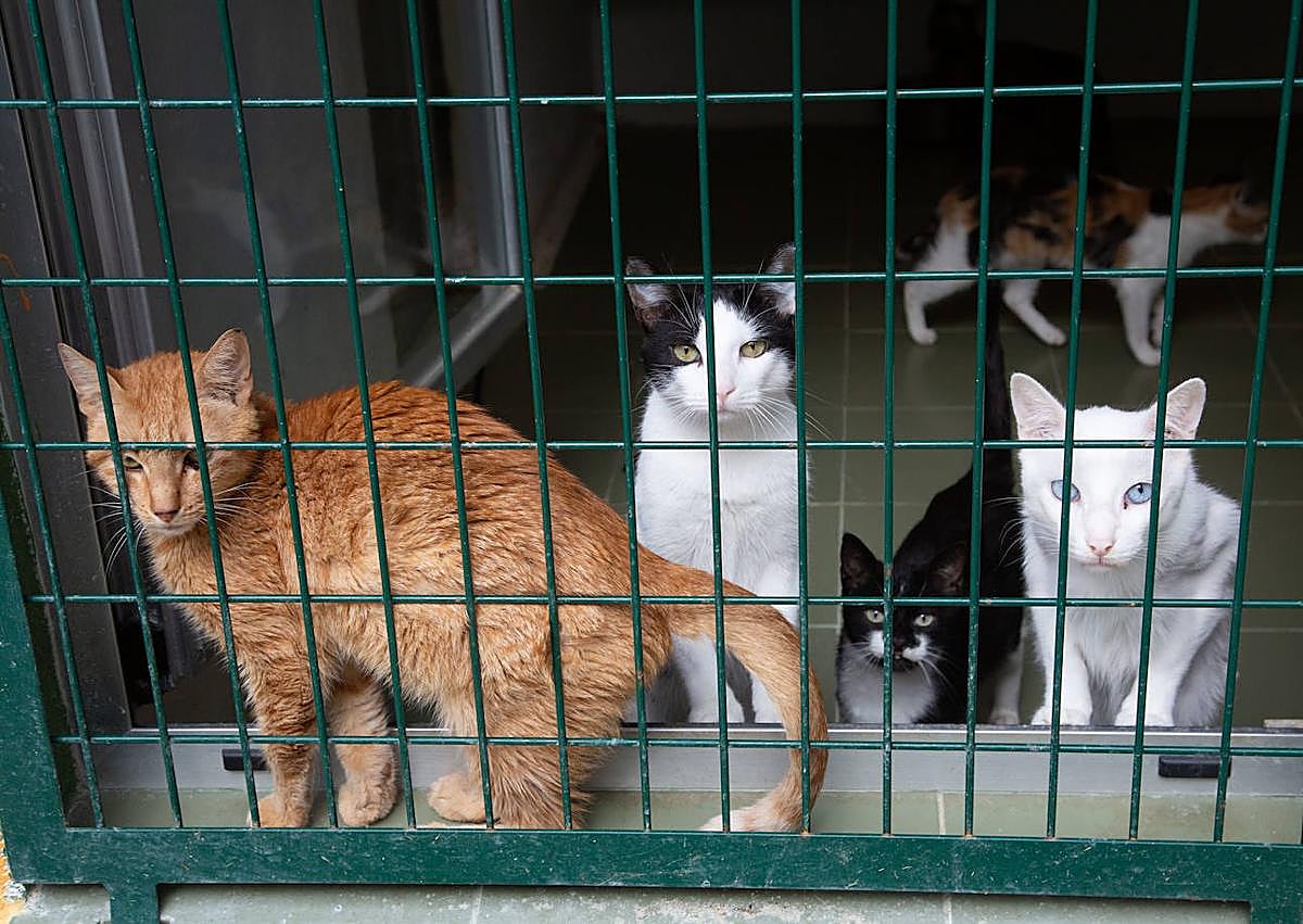 Imagen secundaria 1 - Medio millar de animales, sobre todo perros y gatos, son abandonados al año en Donostia