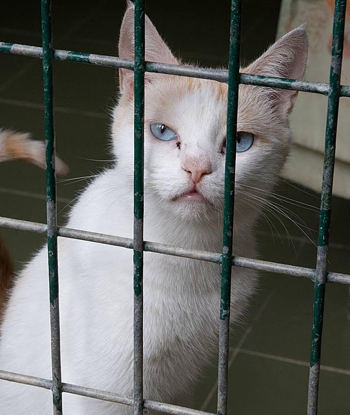 Imagen secundaria 2 - Medio millar de animales, sobre todo perros y gatos, son abandonados al año en Donostia