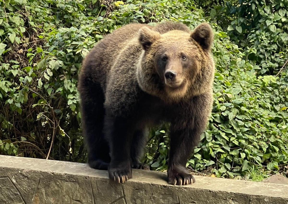 Imagen secundaria 1 - Algunos de los ejemplares de osos pardos que el grupo ciclista vizcaíno se encontró en la carretera durante su viaje en bicicleta por Transilvania 