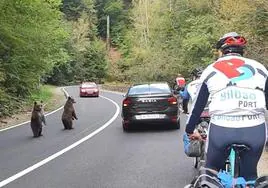 El grupo de ciclistas vascos observando con atención a un grupo de osos en mitad de la carretera
