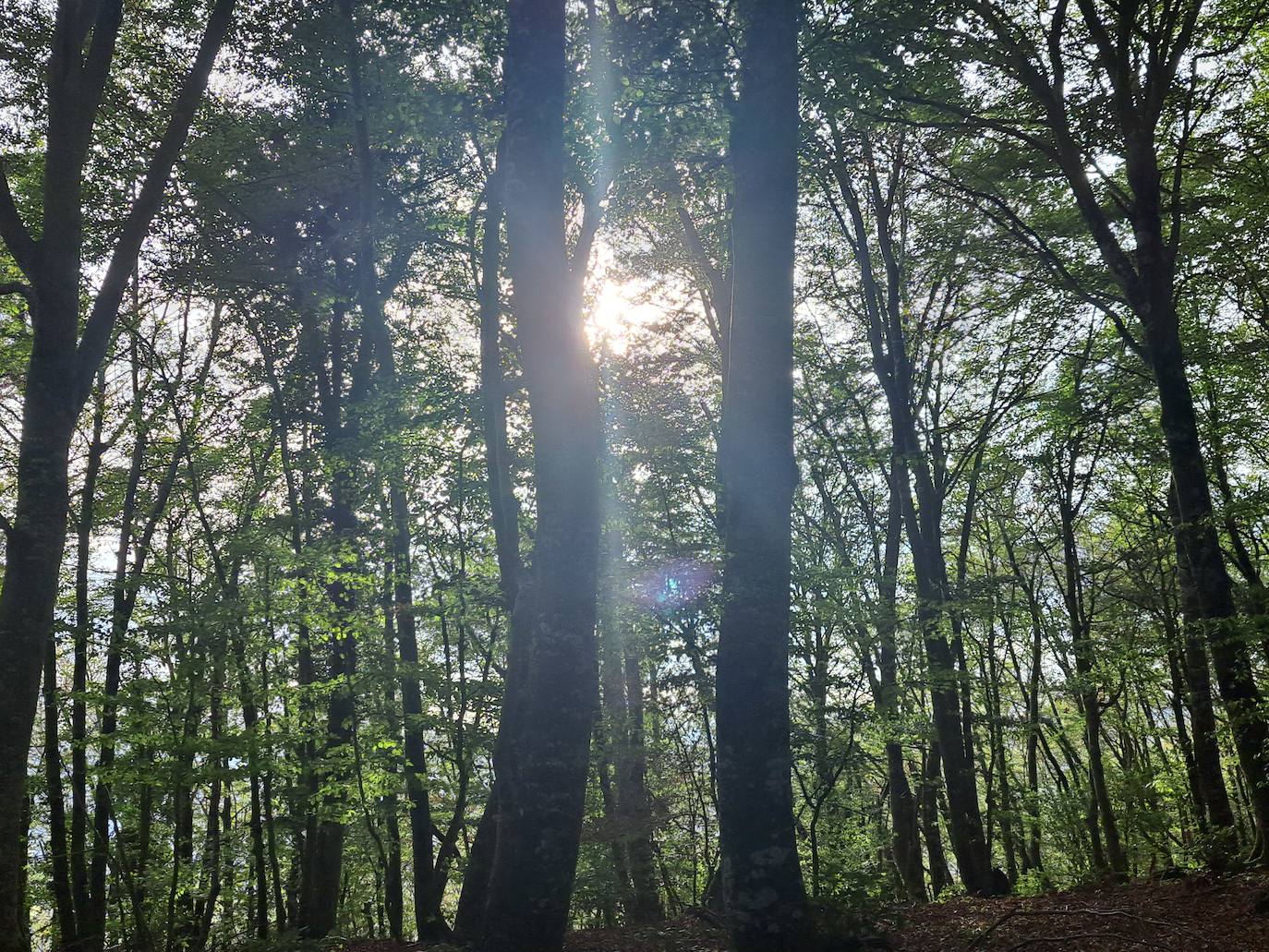 Arraldegaña, una cima oculta por robles centenarios en Navarra