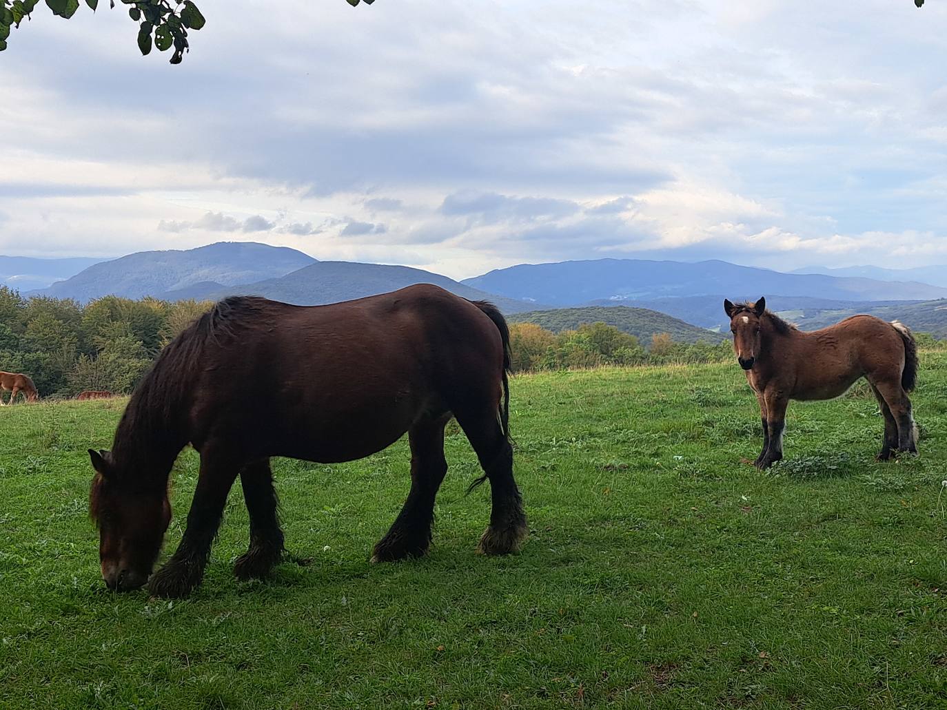 Arraldegaña, una cima oculta por robles centenarios en Navarra