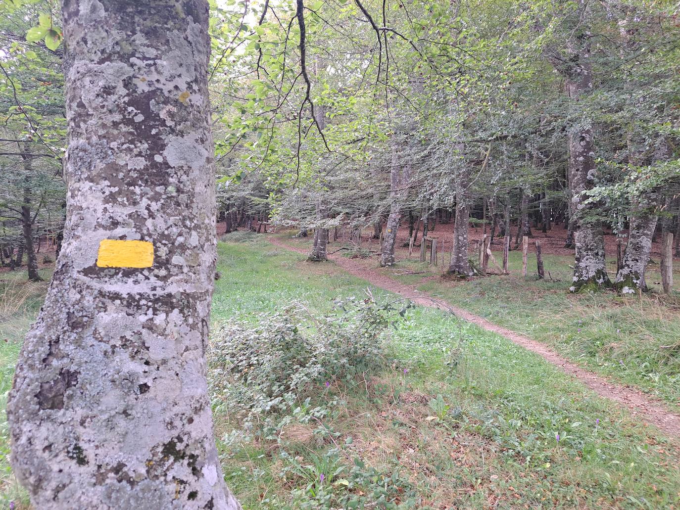 Arraldegaña, una cima oculta por robles centenarios en Navarra