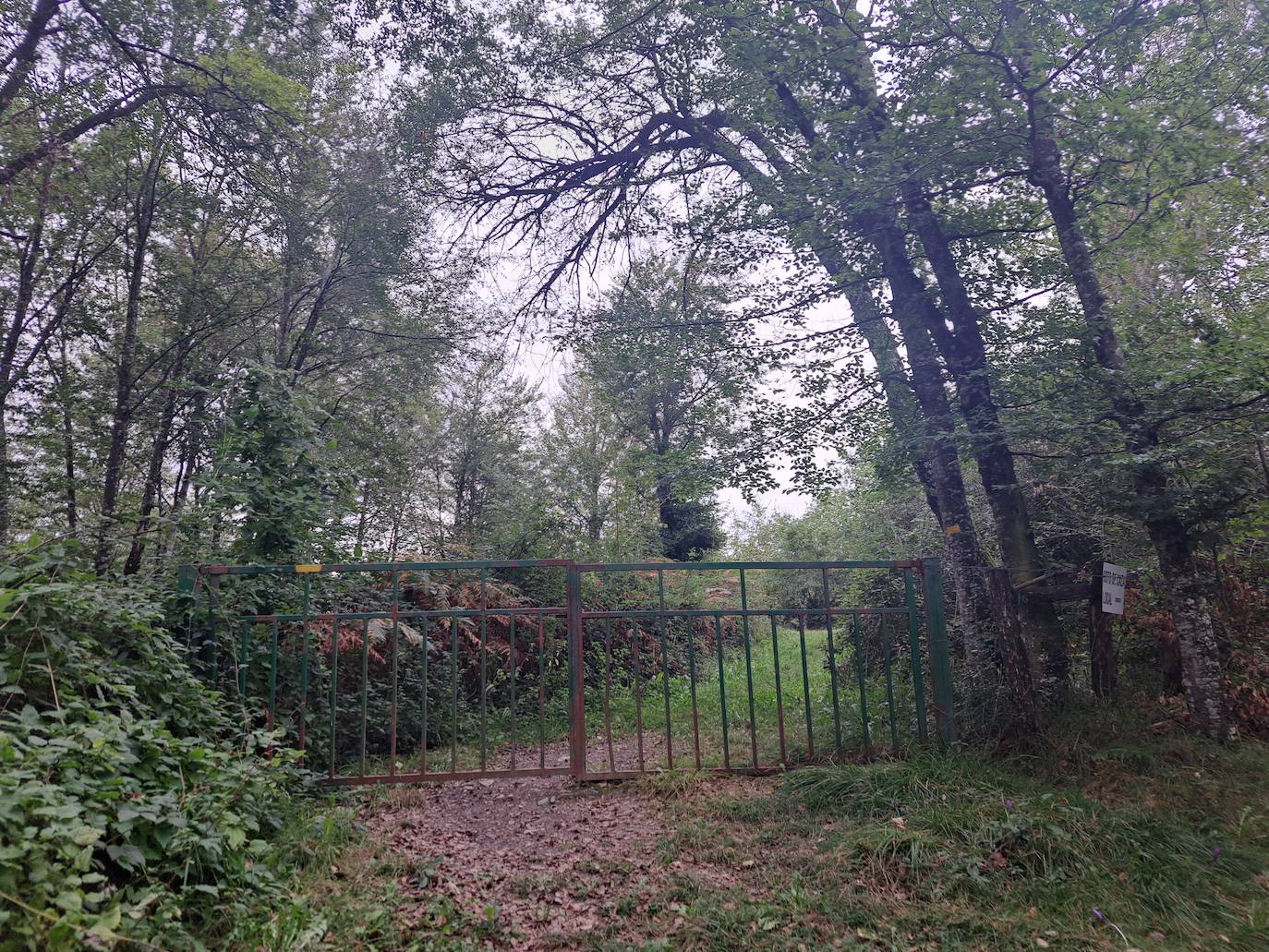 Arraldegaña, una cima oculta por robles centenarios en Navarra