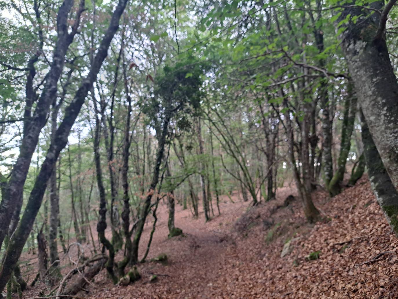 Arraldegaña, una cima oculta por robles centenarios en Navarra