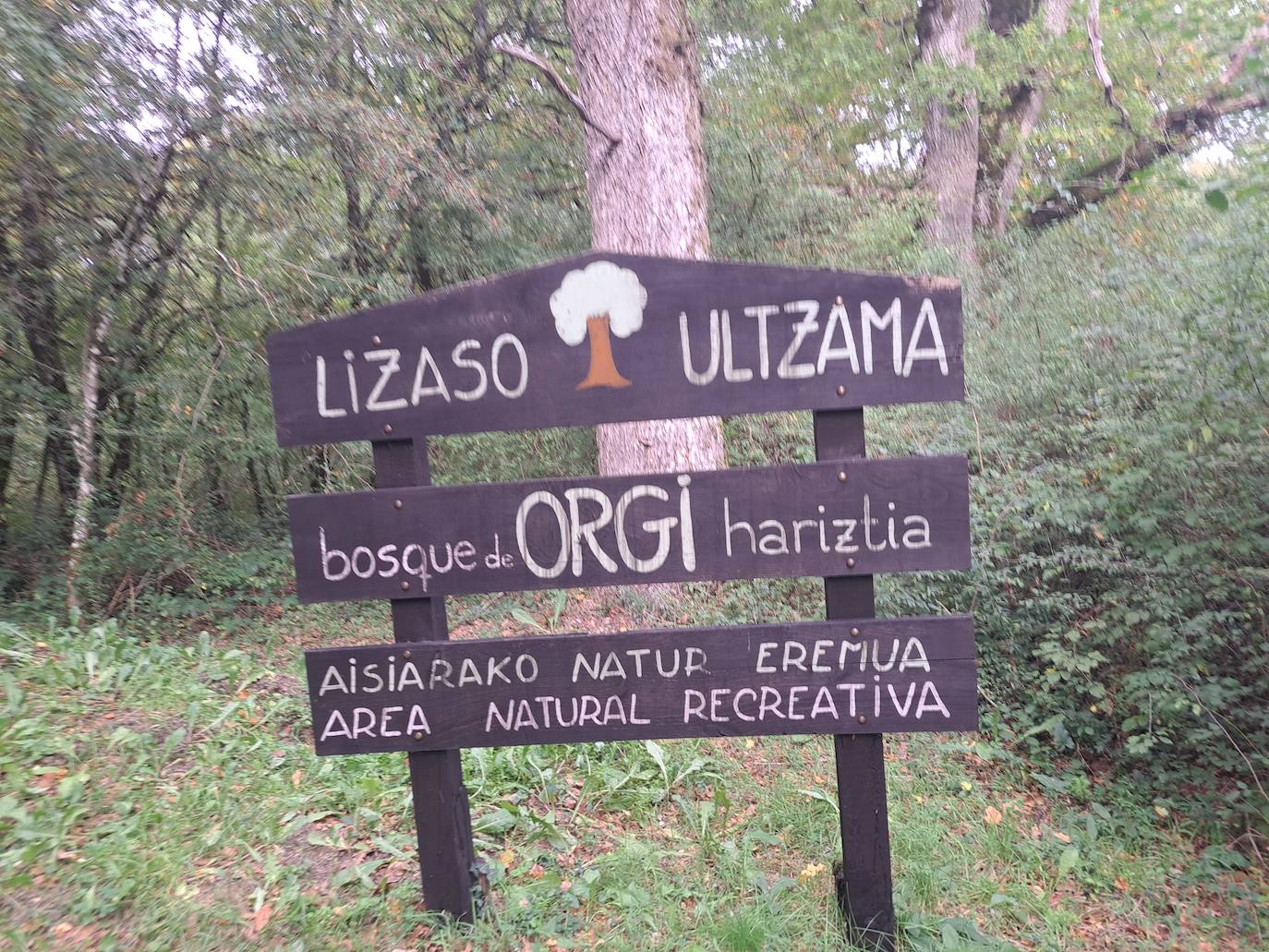 Arraldegaña, una cima oculta por robles centenarios en Navarra