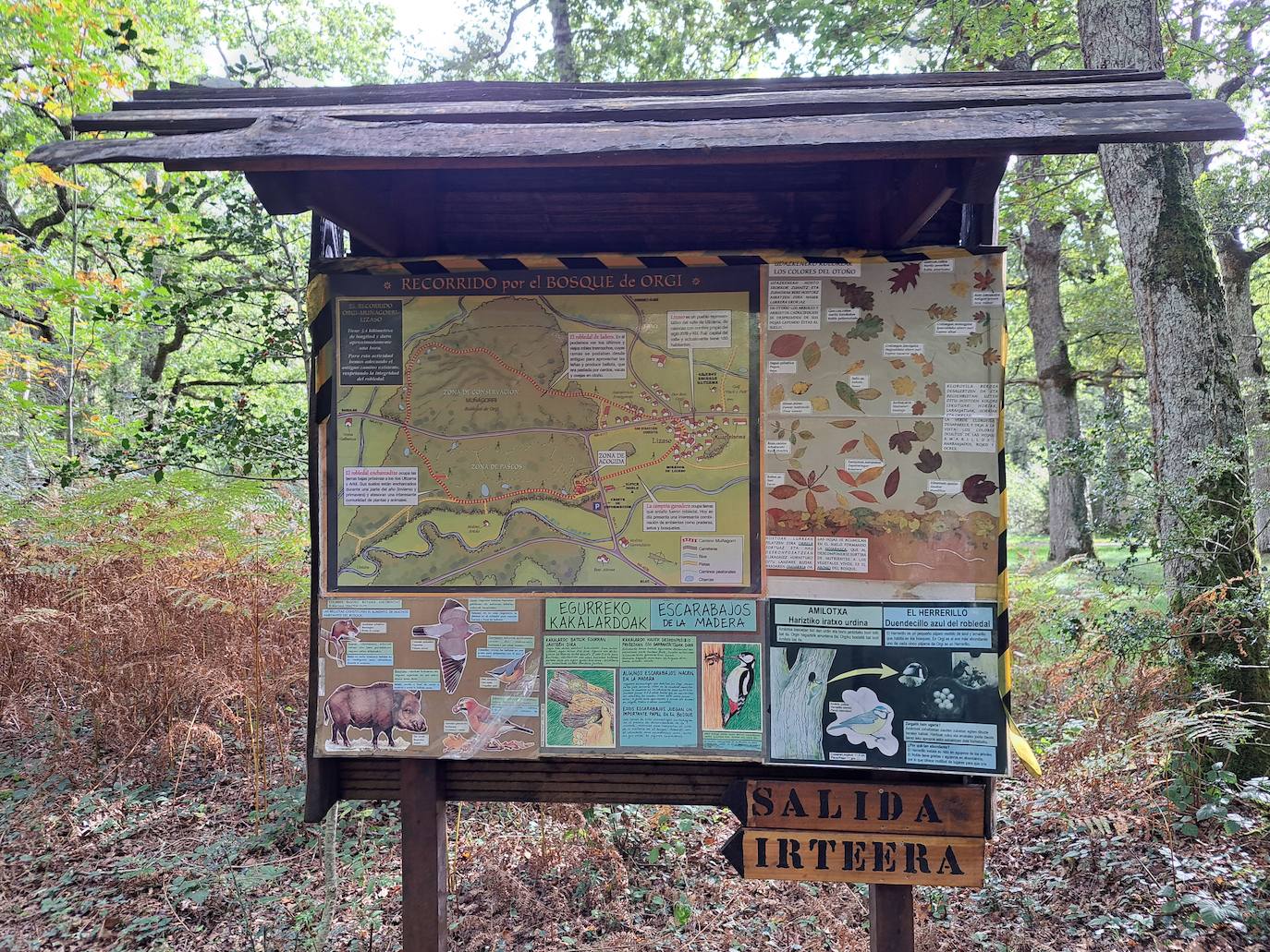 Arraldegaña, una cima oculta por robles centenarios en Navarra