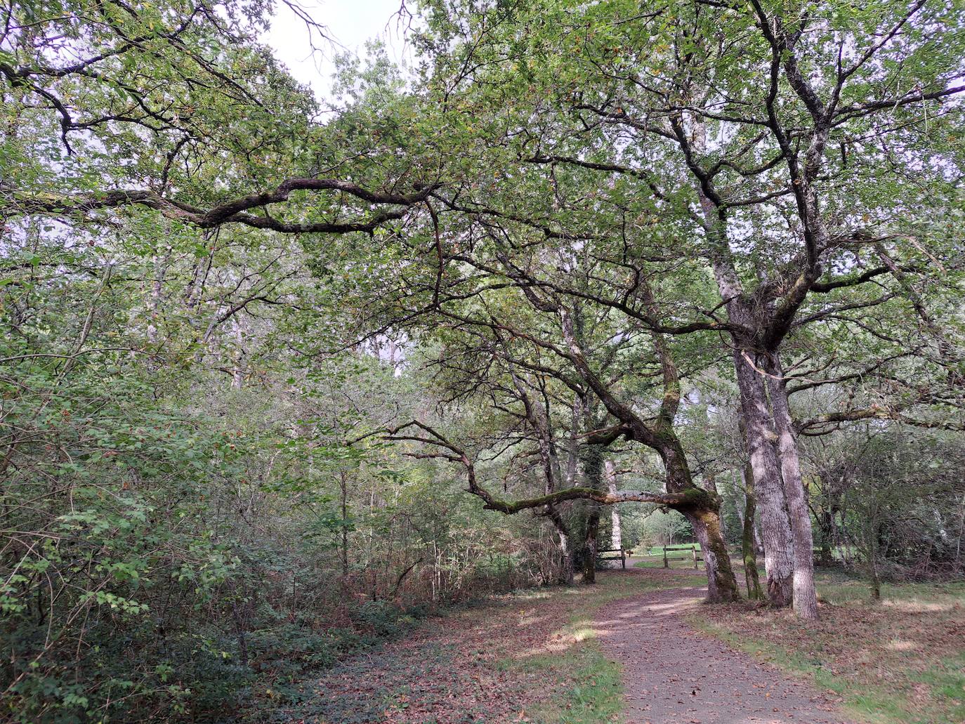 Arraldegaña, una cima oculta por robles centenarios en Navarra