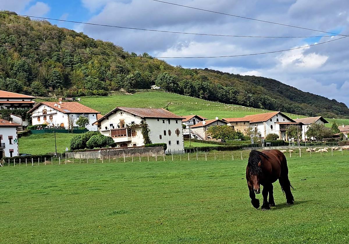 El enorme caballo disfruta del pasto de uno de los prados.