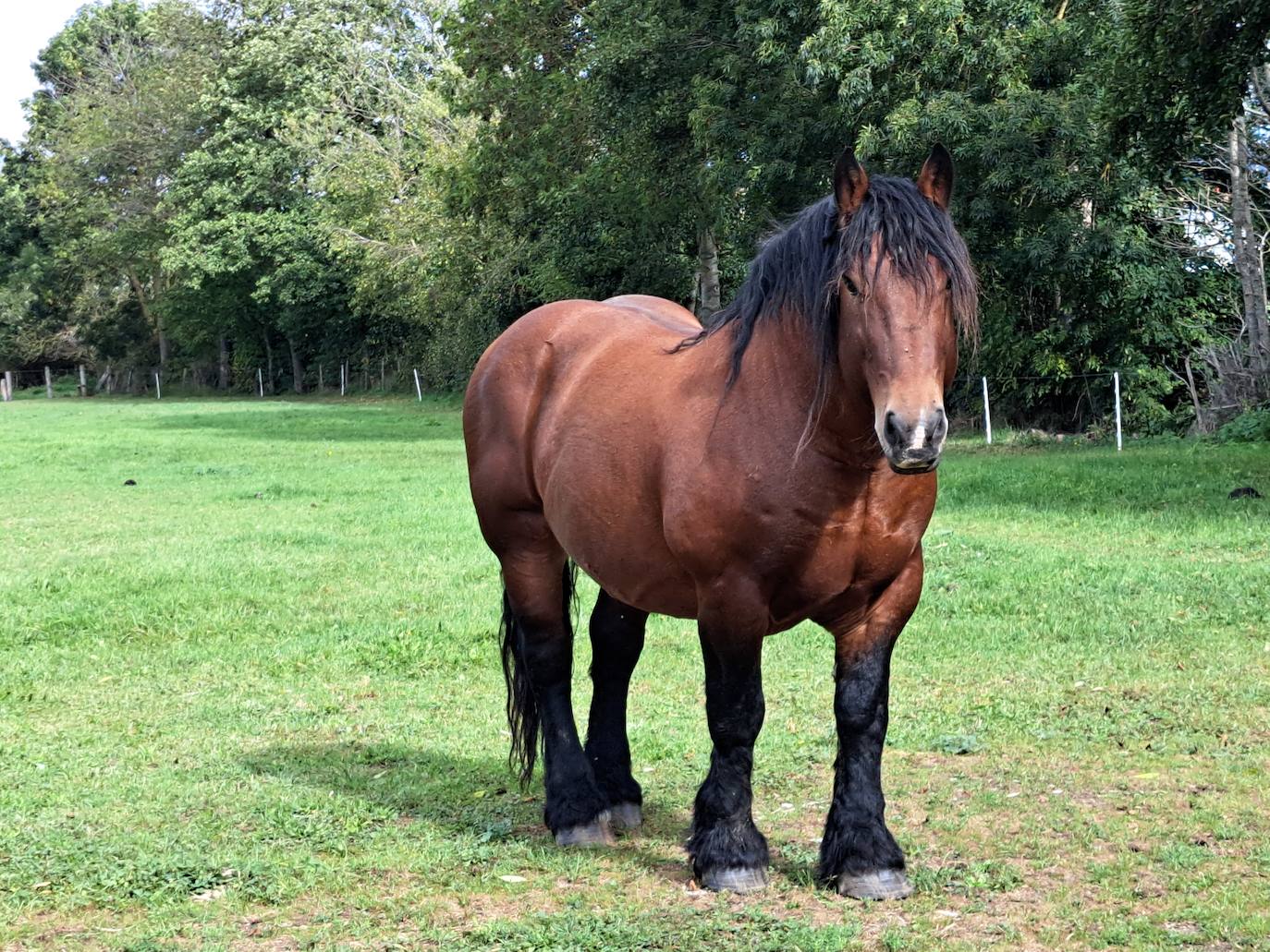 Arraldegaña, una cima oculta por robles centenarios en Navarra