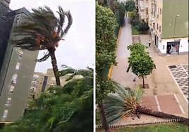 Dos instantes del vídeo grabado por la mujer en el barrio sevillano de Pino Montano con la caída de la palmera.